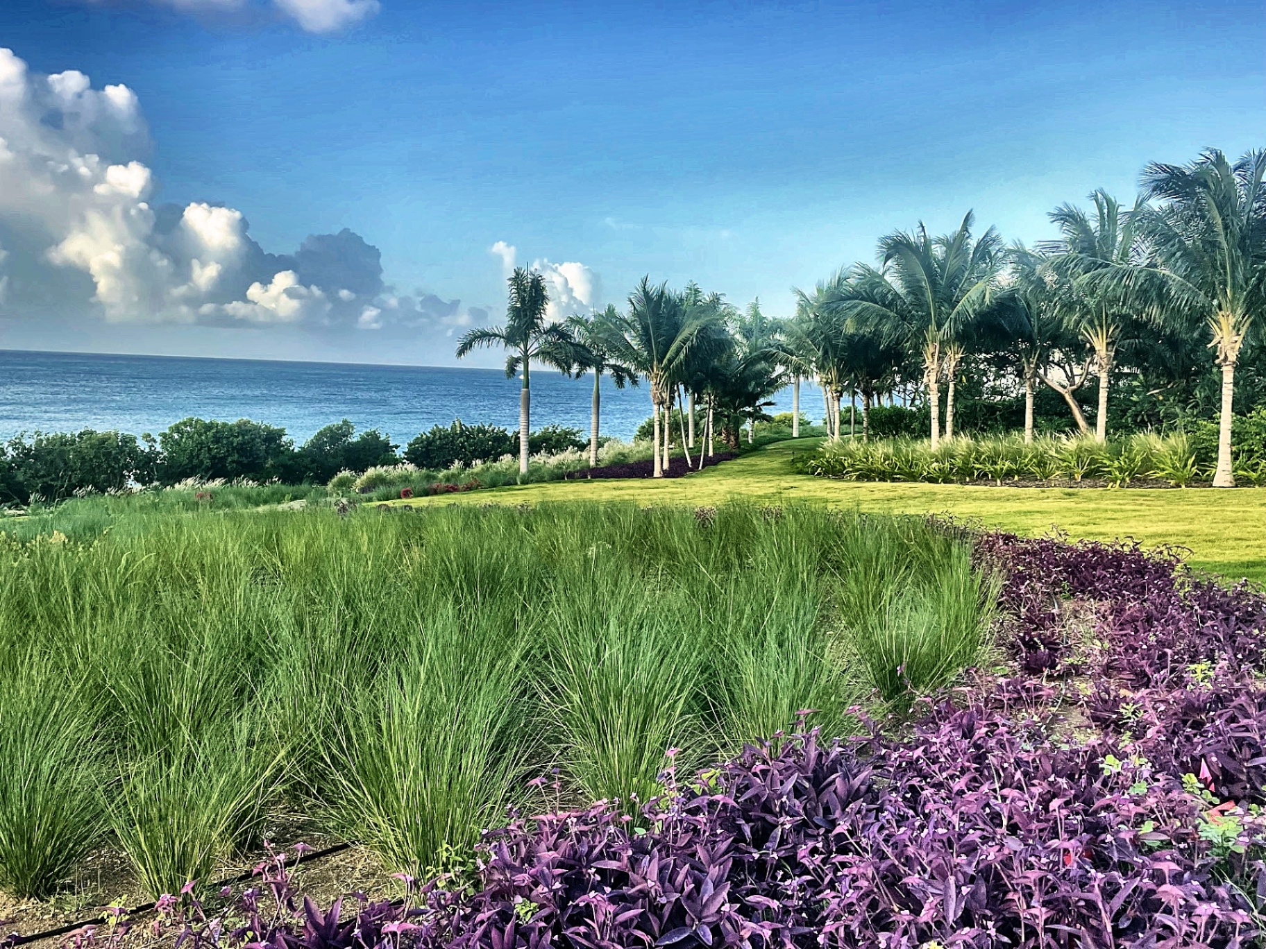 Jardins et palmiers en bord de mer, Terres Basses, Saint-Martin